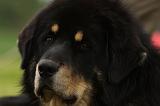 DOGUE DU TIBET 838